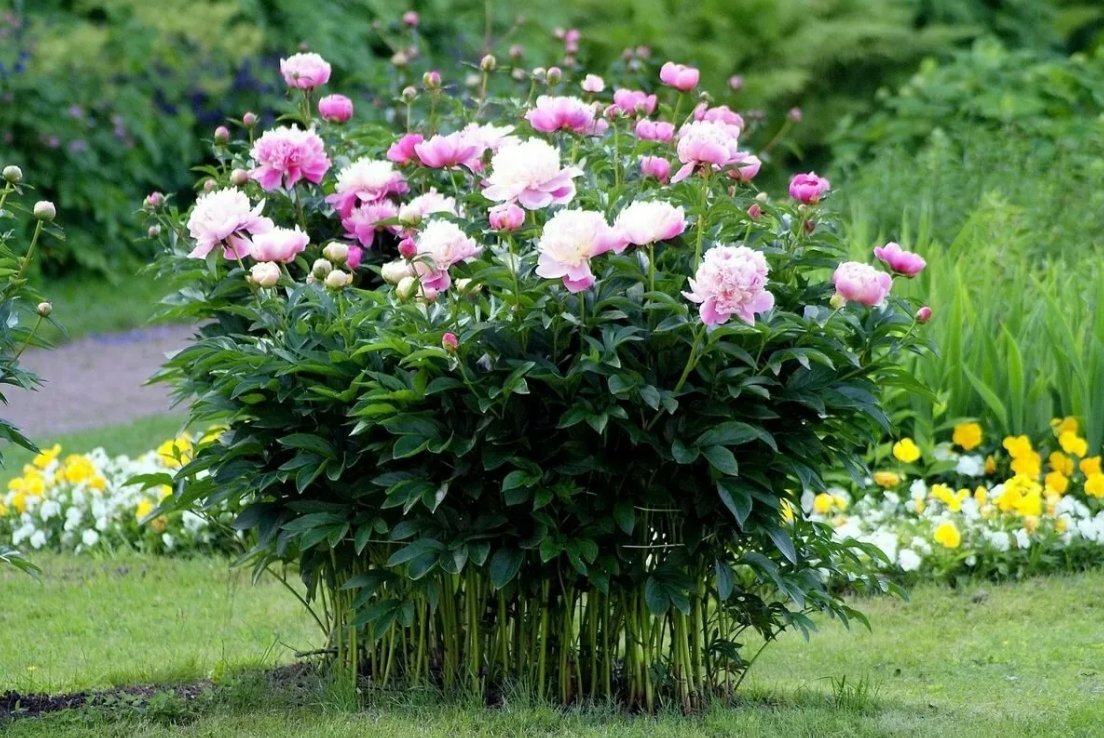 Высокорослые цветы для вашего сада