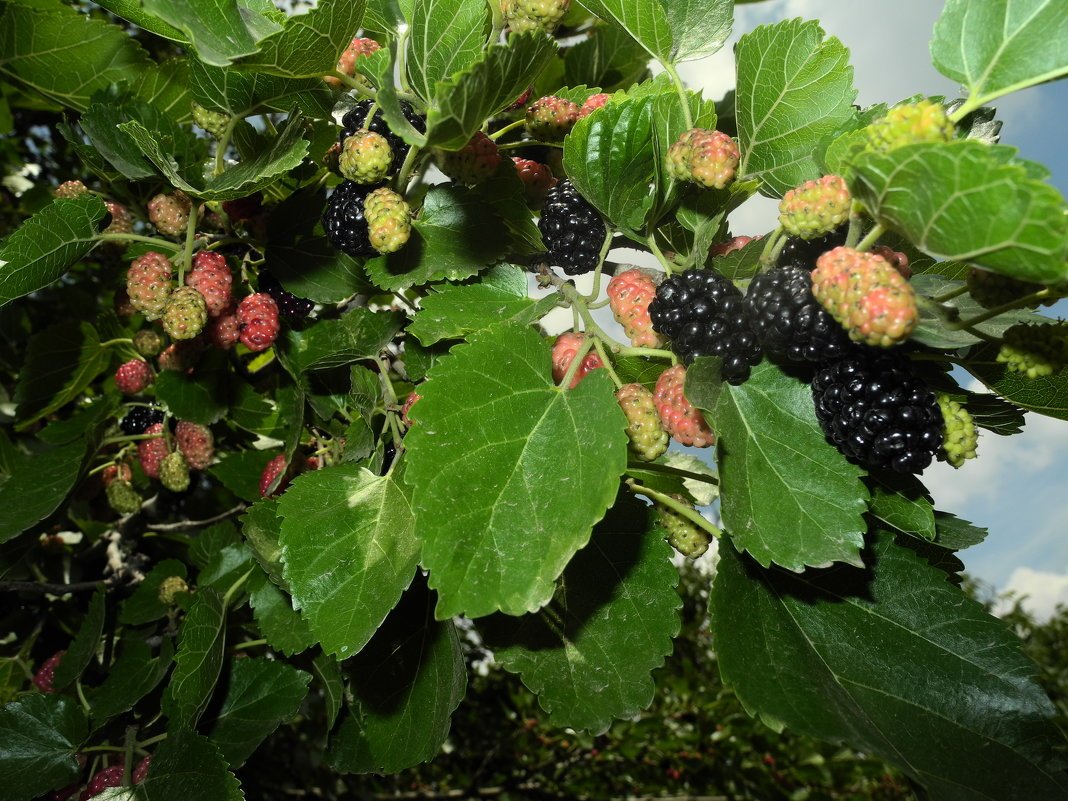 Шелковица в вашем саду. Фото.