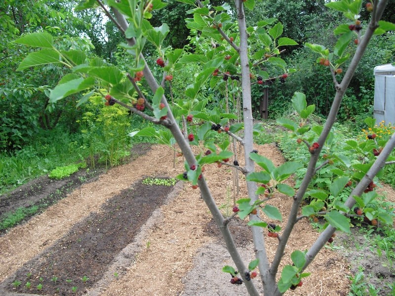 Шелковица в вашем саду. Фото.