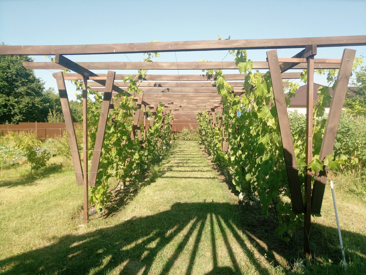 Как сделать шпалеру для винограда