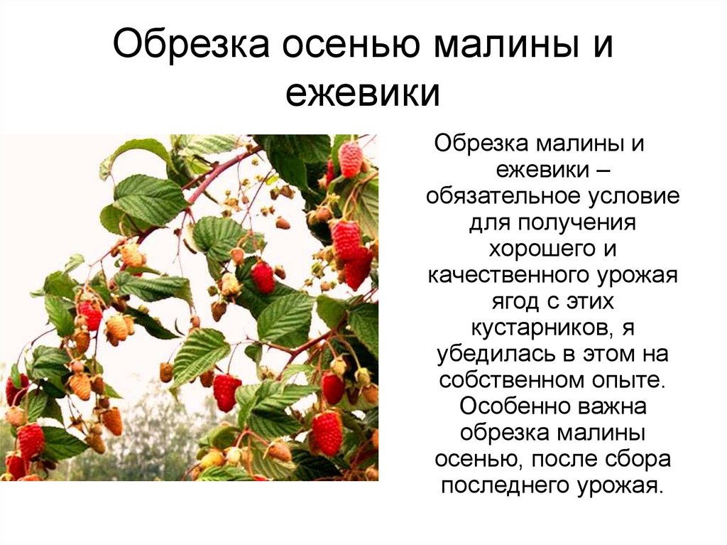 Как обрезать малину осенью