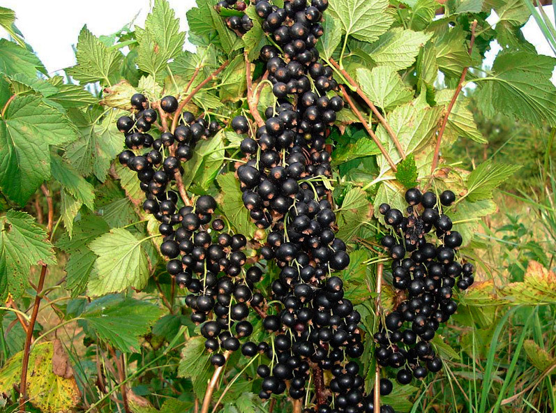 Выращивание черной смородины: секреты успешного урожая