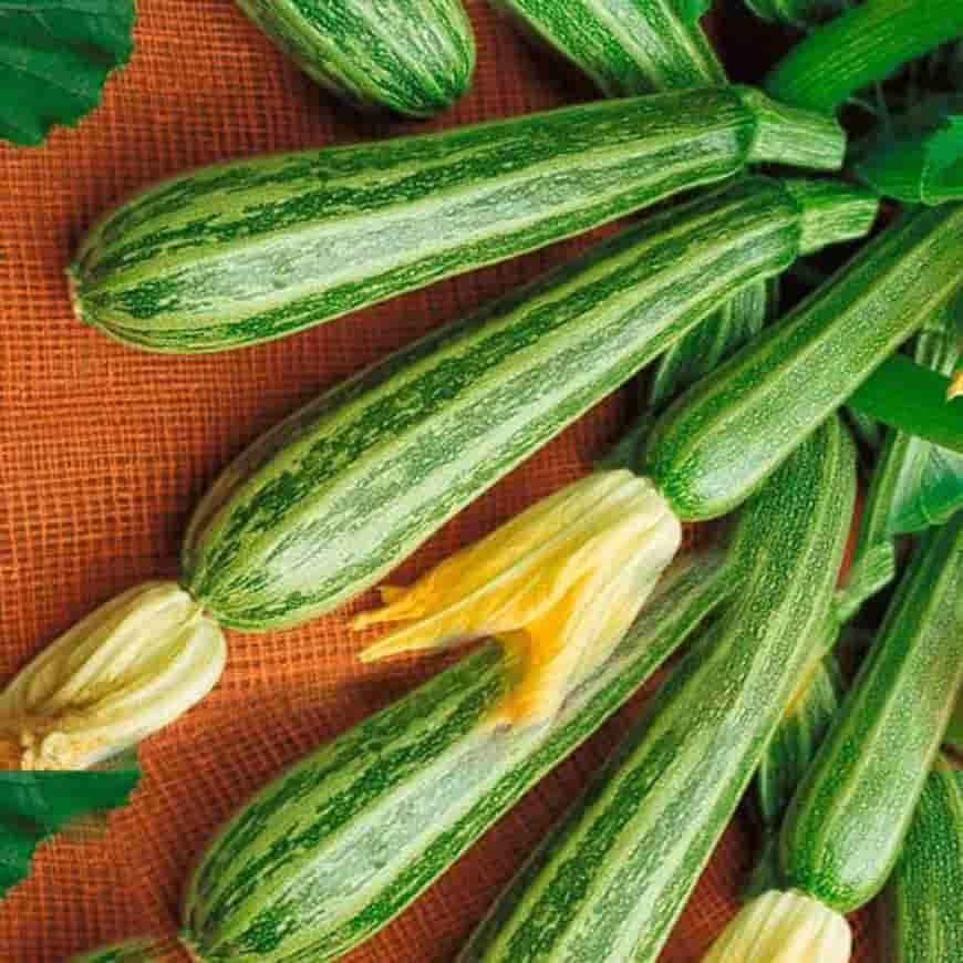 Как выращивать цукини: советы для начинающих садоводов