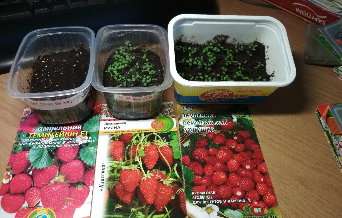 Как вырастить клубнику из семян: секреты успешного выращивания