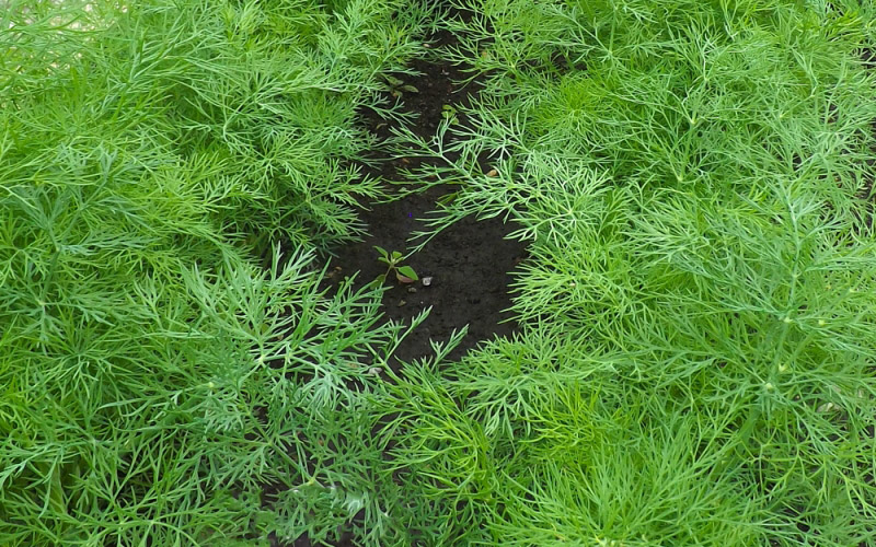 Посадка укропа в открытый грунт: советы и рекомендации