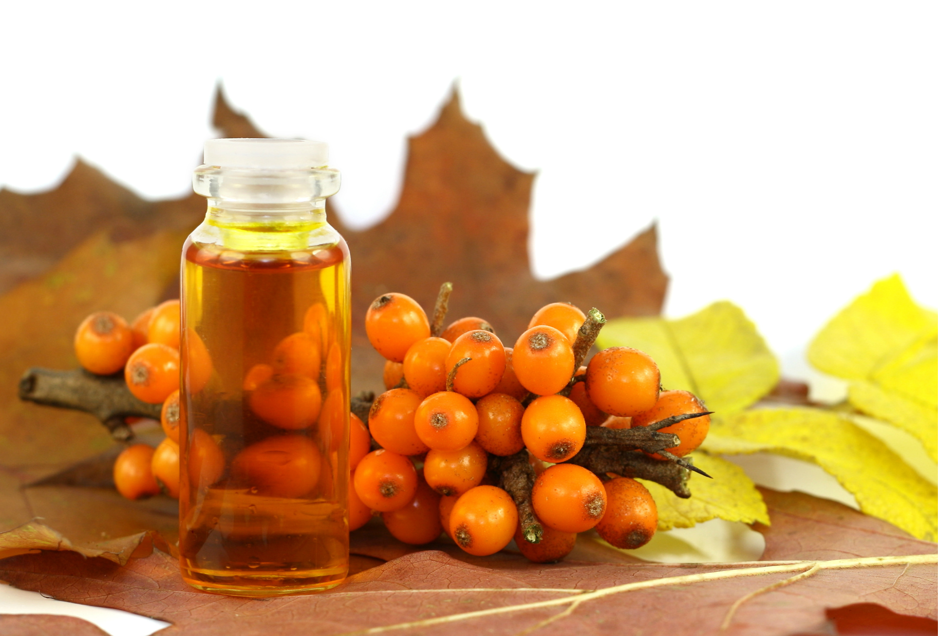 Полезные свойства облепихи