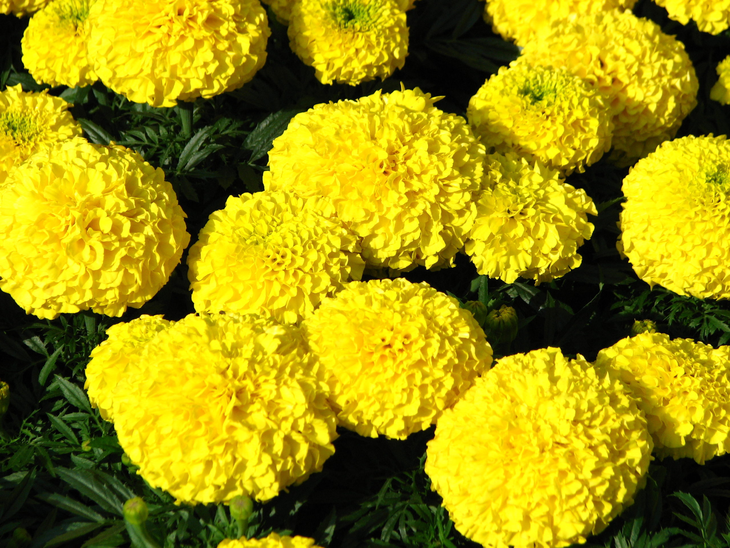 Низкорослые садовые цветы: маленькие красавцы, которые украсят ваш сад