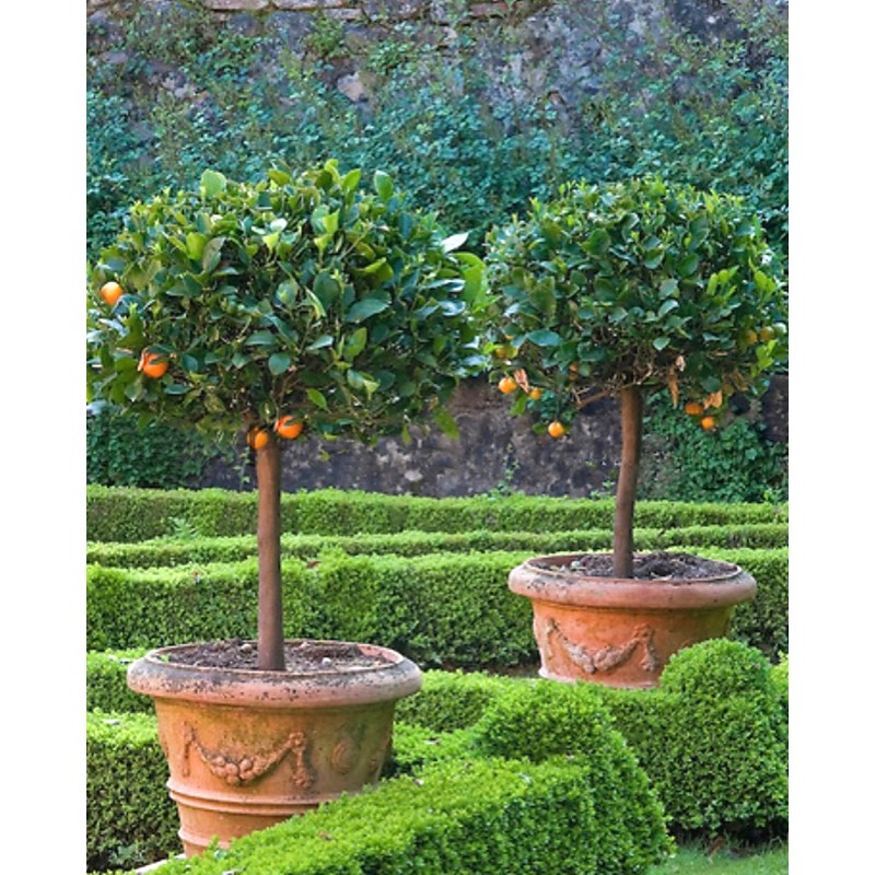 Где и как растут мандарины