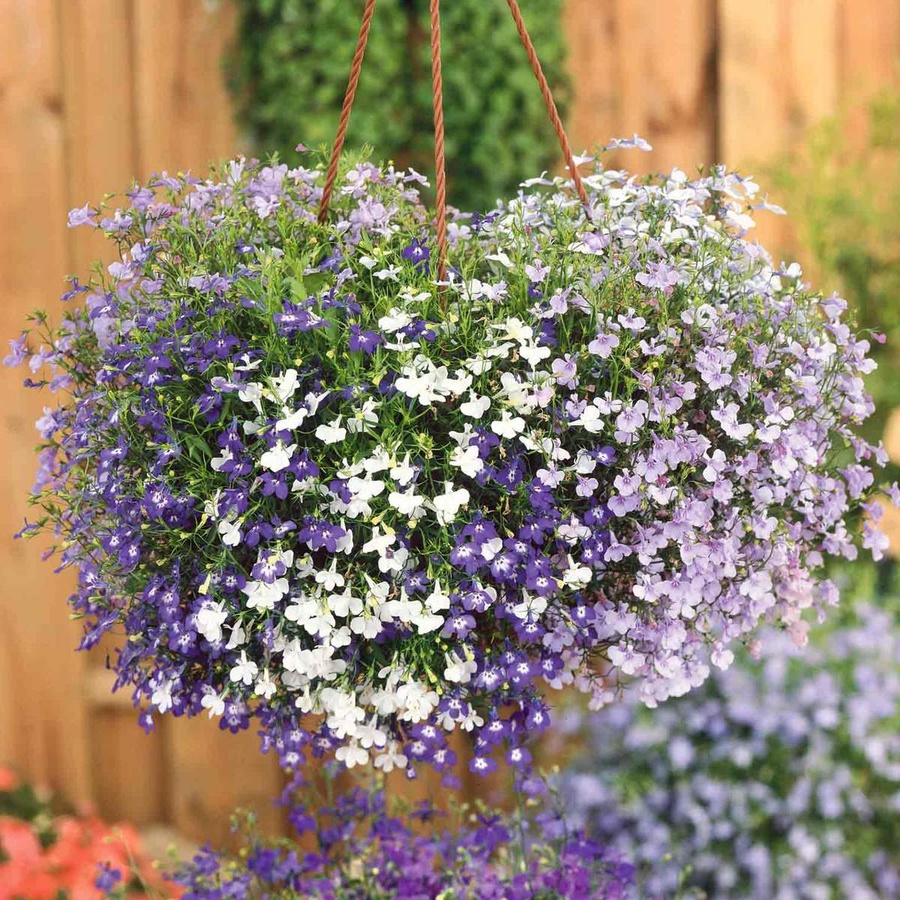 Садовые ампельные растения на даче