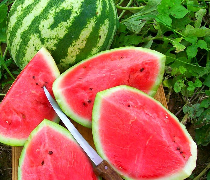 Как сажать арбуз в открытый грунт рассадой