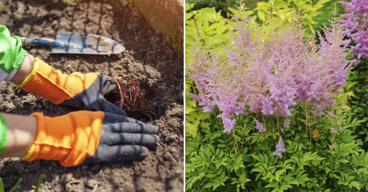 Астильба: правила посадки