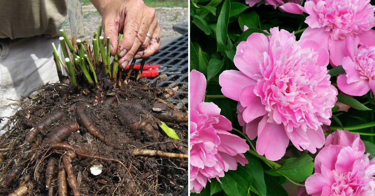Правильная пересадка пионов: секреты успешной пересадки и ухода за растениями
