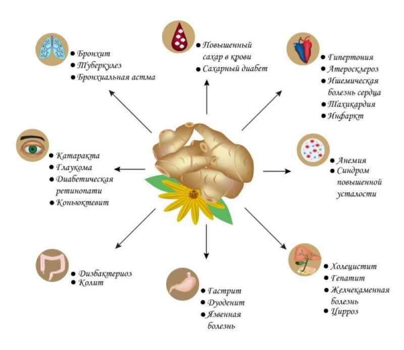 Польза от топинамбура: помощь нашему организму.