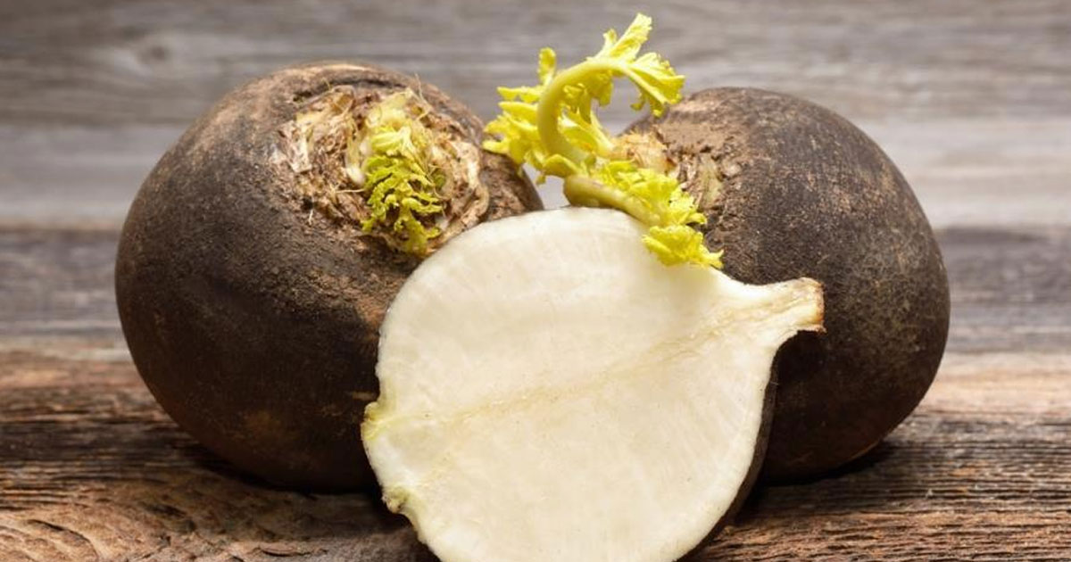 Удивительные секреты выращивания черной редьки