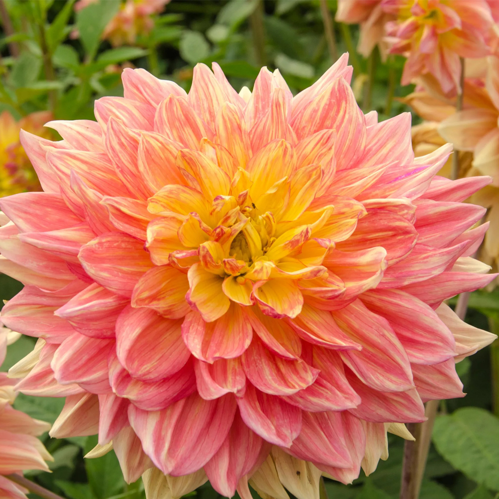 Посадка георгинов весной: красота, разнообразие и легкость ухода