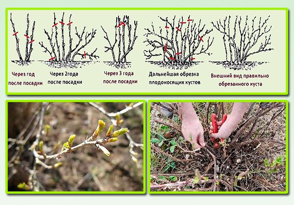 Правильная обрезка крыжовника: советы и рекомендации