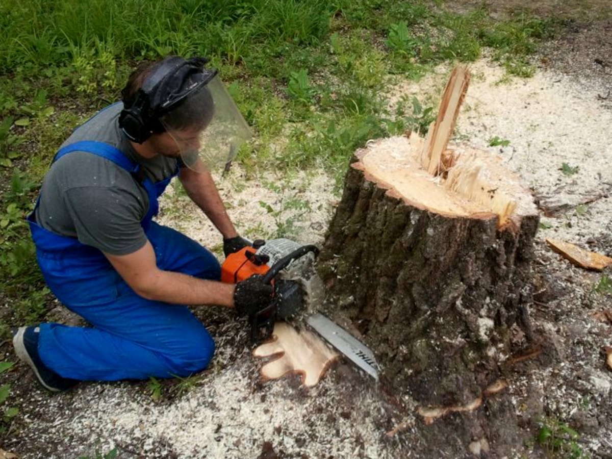 Как правильно спилить деревья бензопилой