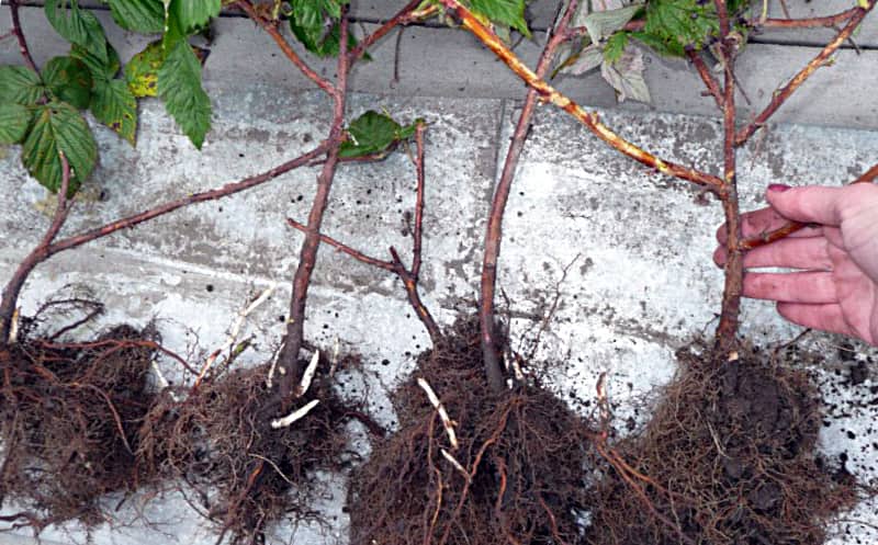 Посадка малины осенью