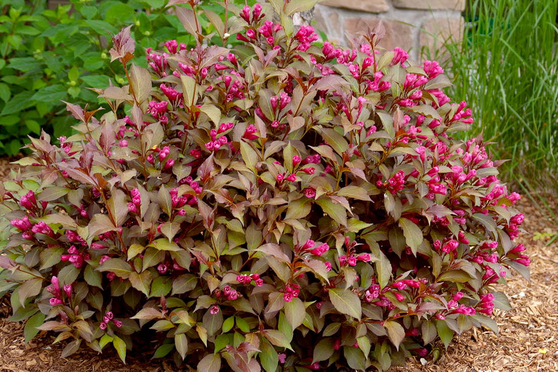 Как вырастить вейгелу