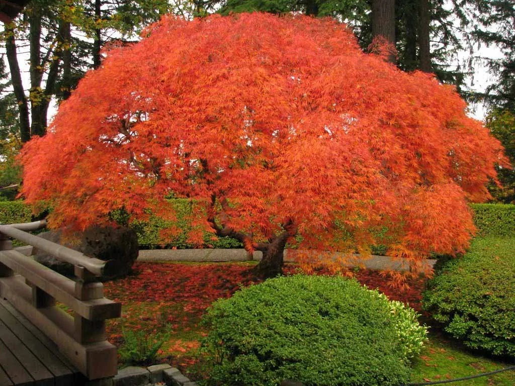 Клён в ландшафтном дизайне: преимущества и разнообразие сортов