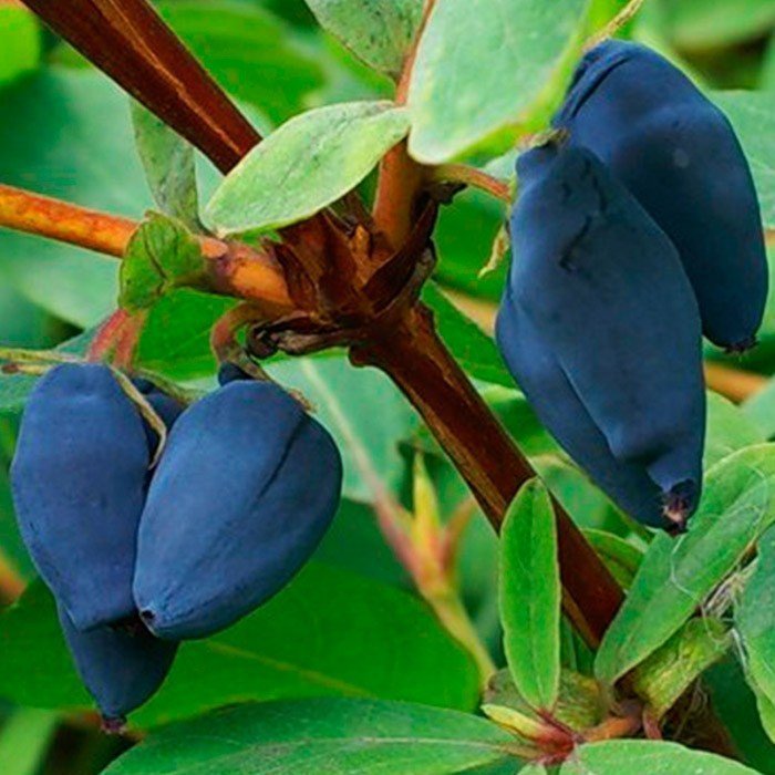 Сажаем жимолость в нашем саду