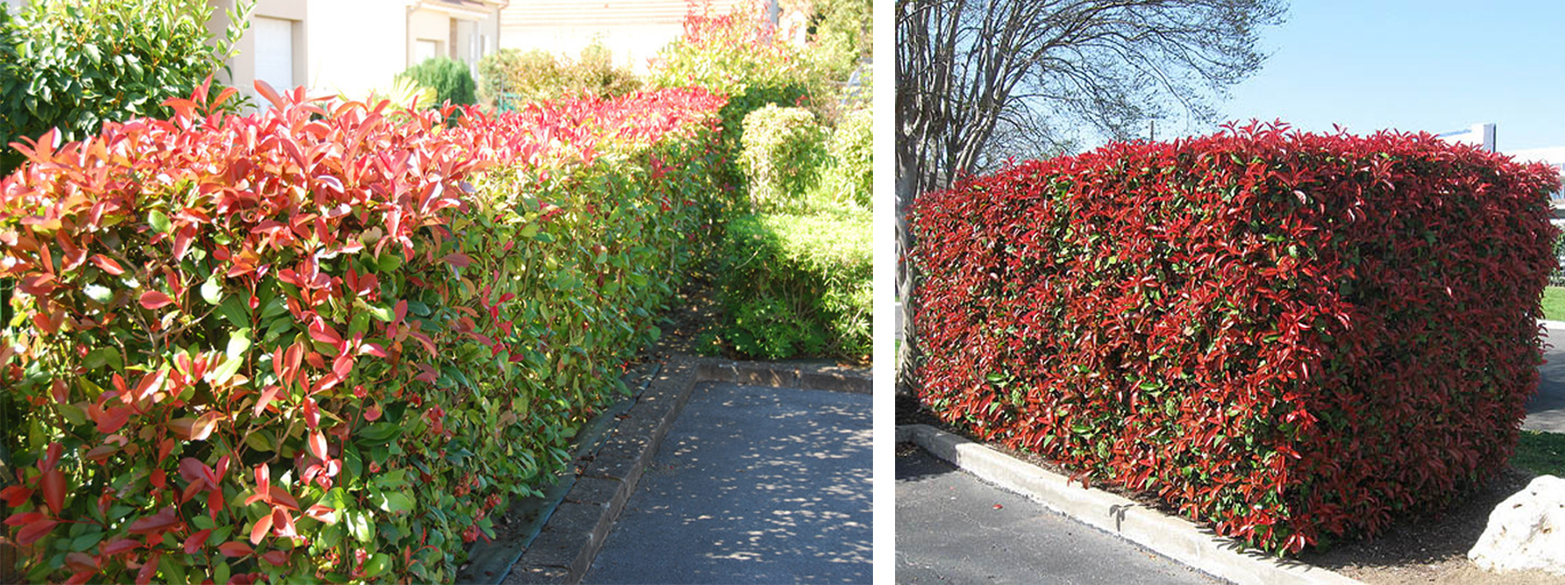Создание живой изгороди на даче