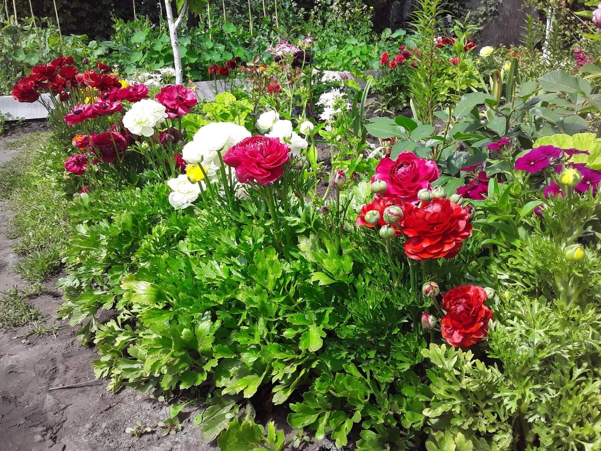 Ранункулюсы в ландшафтном дизайне: красота, элегантность и грация