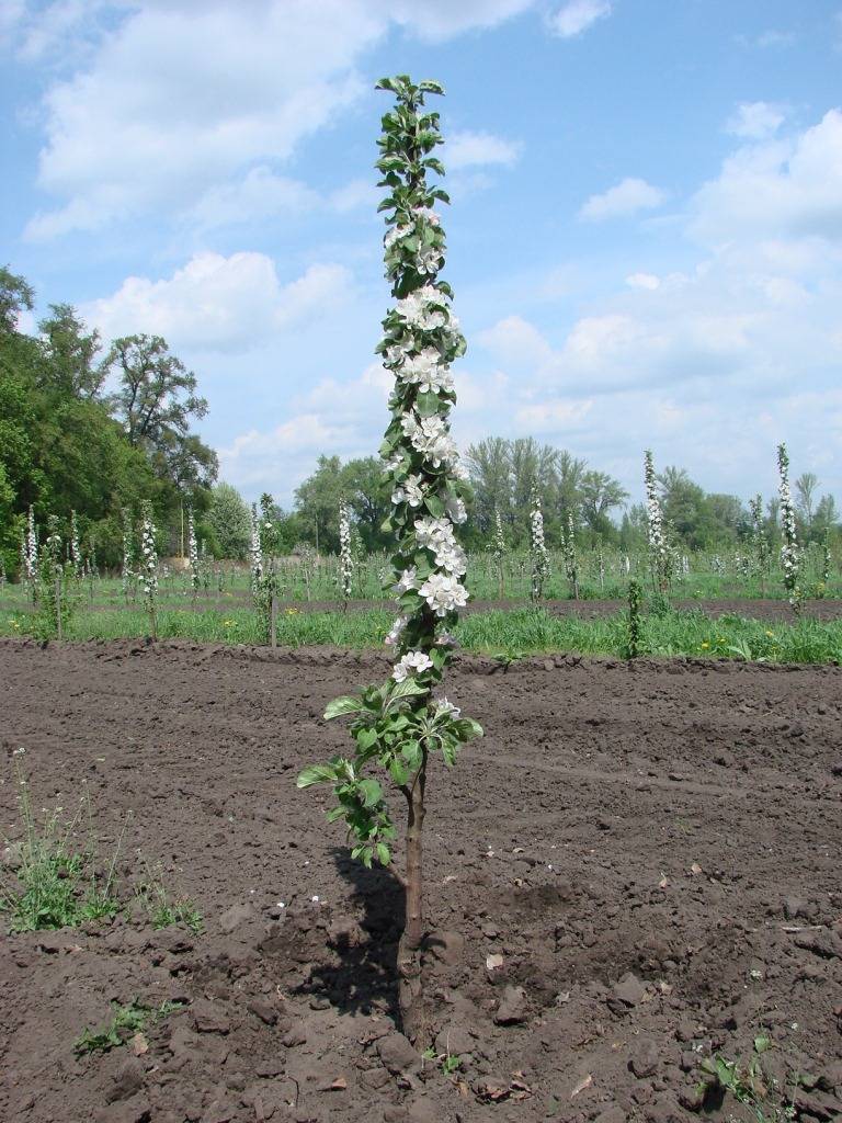 Выращивание колоновидной яблони