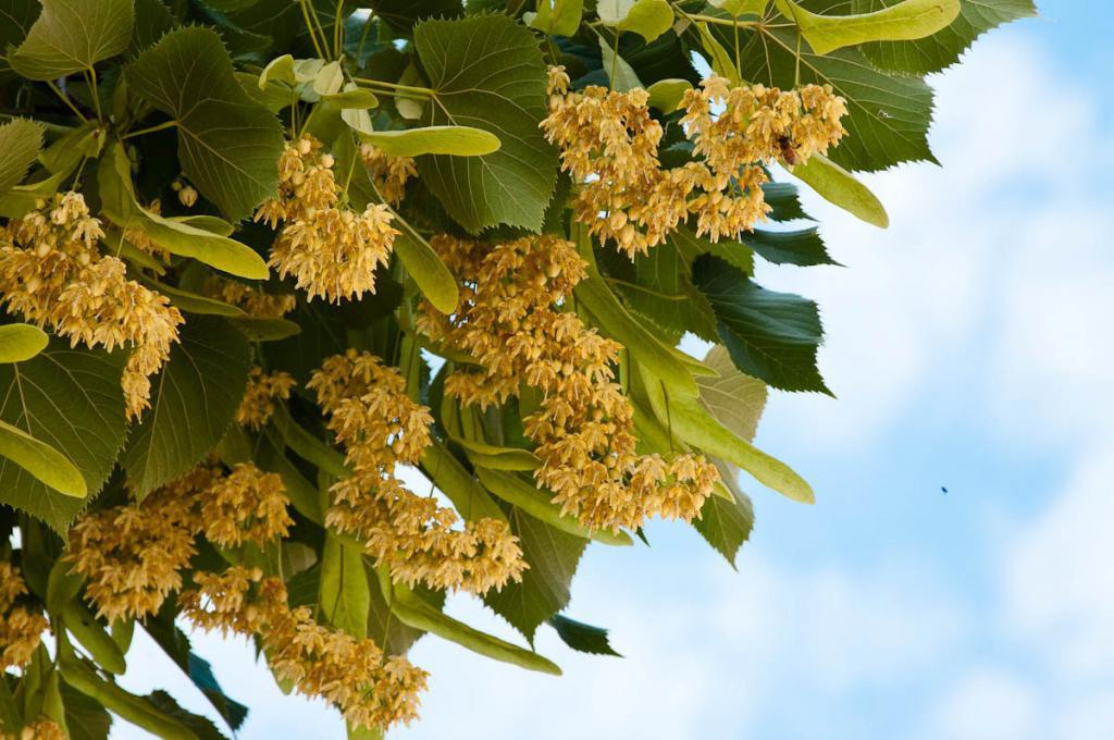 Посадка липы на даче