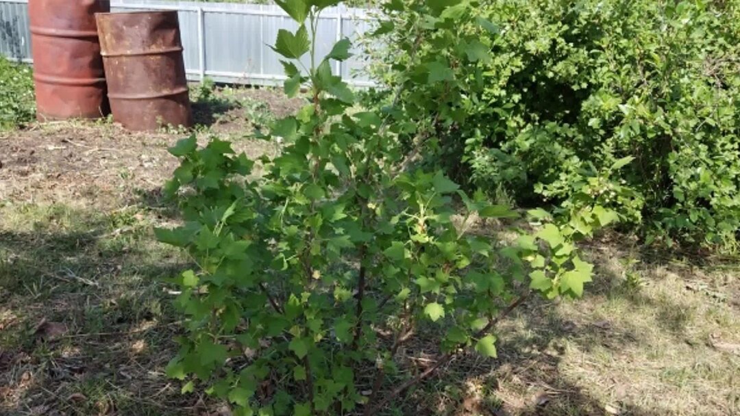 Обработка смородины весной: секреты успешного выращивания и ухода