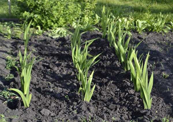 Посадка гладиолусов весной: секреты ухода за красочными цветами