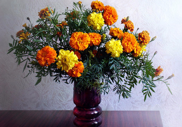 Выращивание бархатцев: секреты успешного процесса