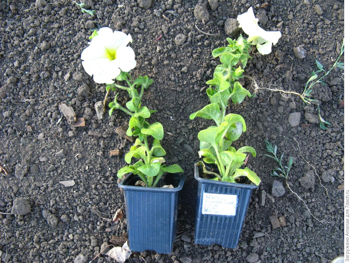 Посадка рассады петунии в открытый грунт