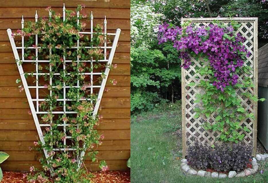 Опоры для вьющихся растений: поддерживайте своих зеленых друзей
