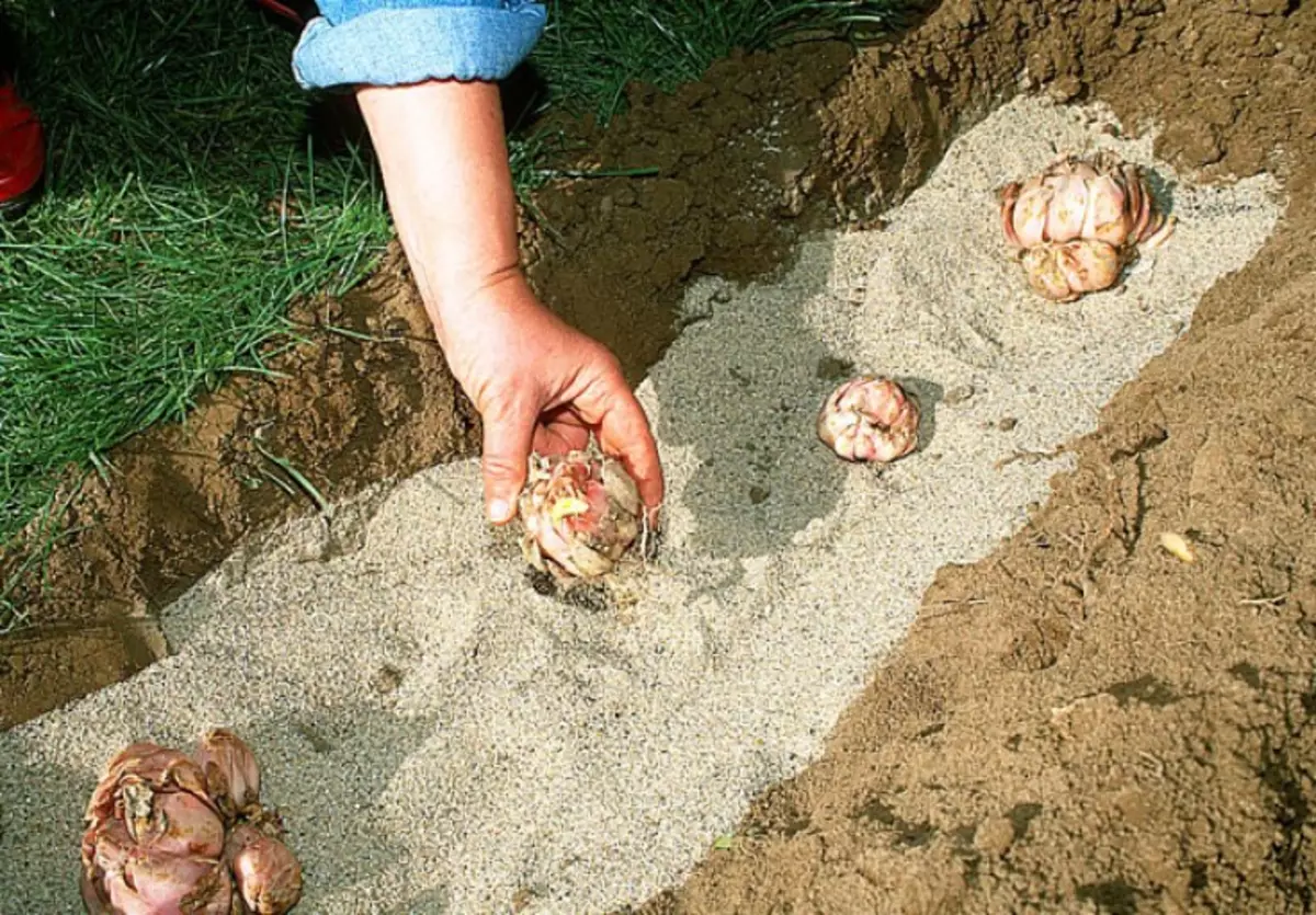 Посадка лилий осенью