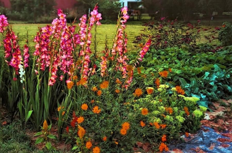 Гладиолусы в дизайне сада