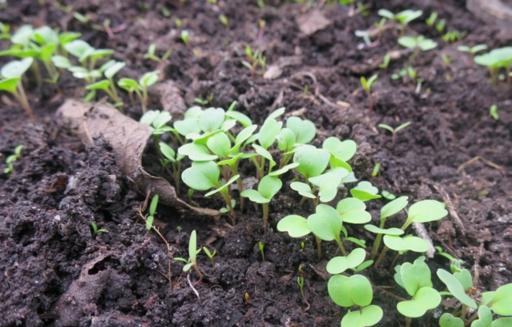 Руккола: выращивание и уход