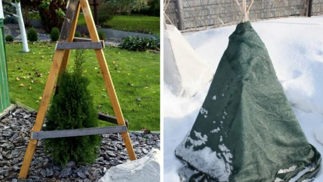 Как защитить деревья от холодов?