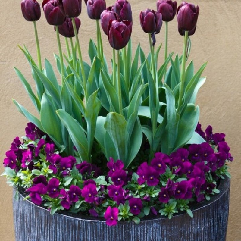 Как вырастить тюльпаны в горшках?