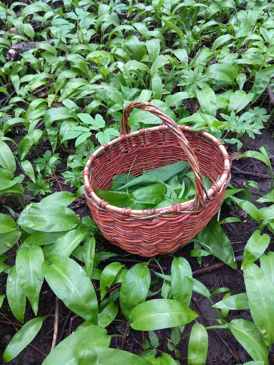 Выращивание черемши из семян