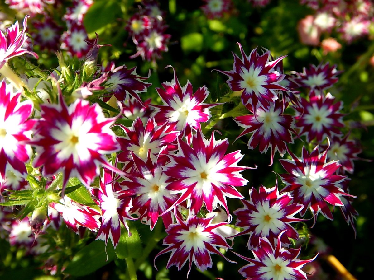 Выращивание и уход за флоксом друммонда