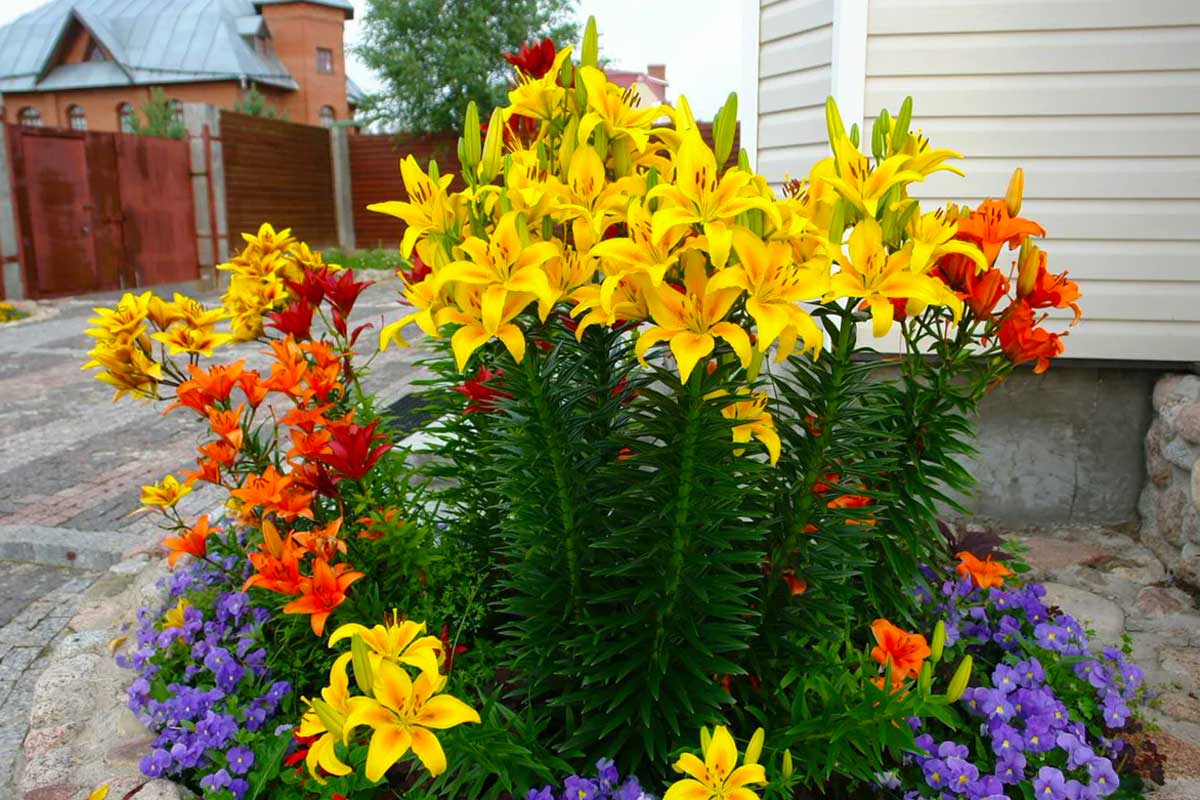 Посадка лилий осенью