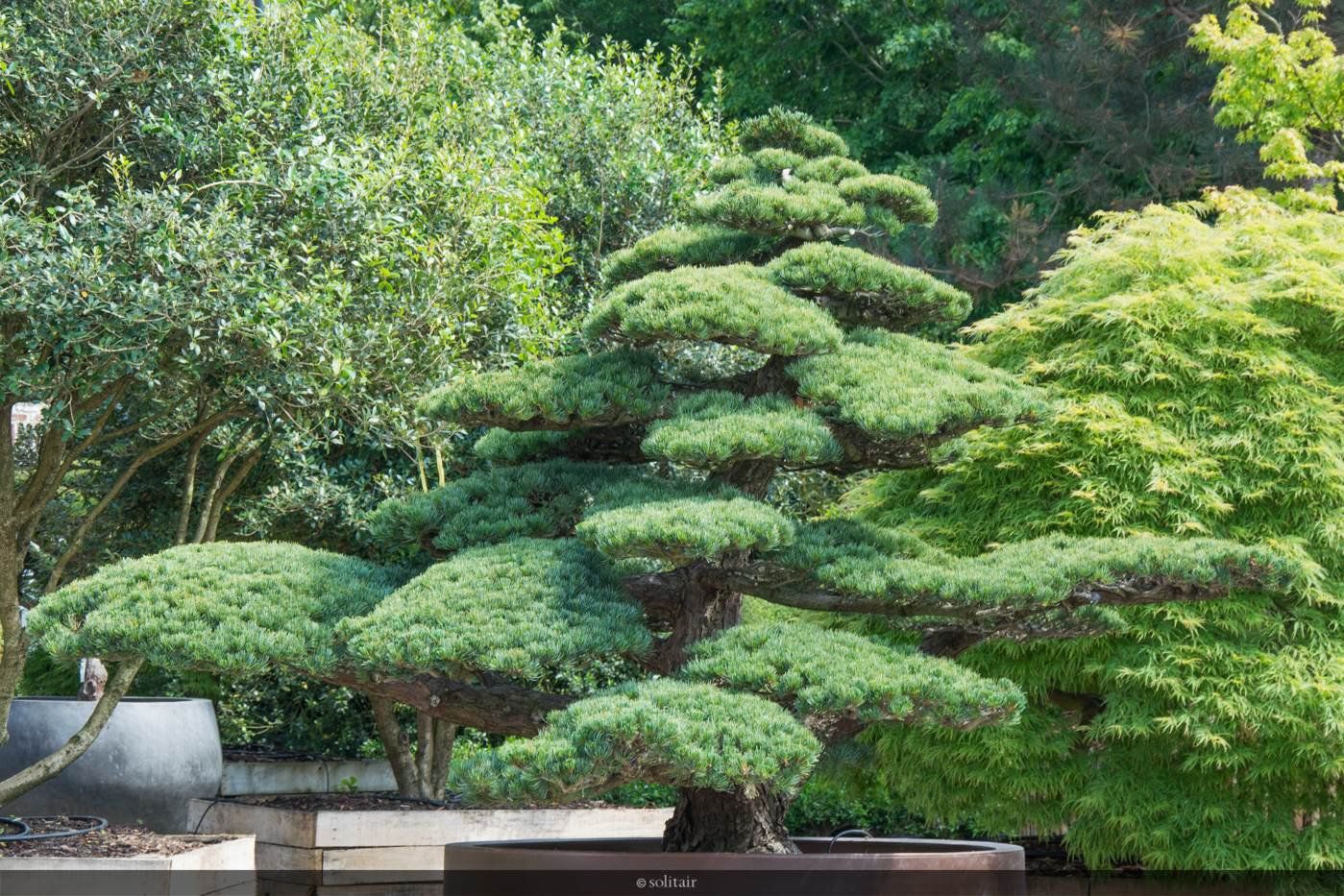 Можжевельник в ландшафтном дизайне