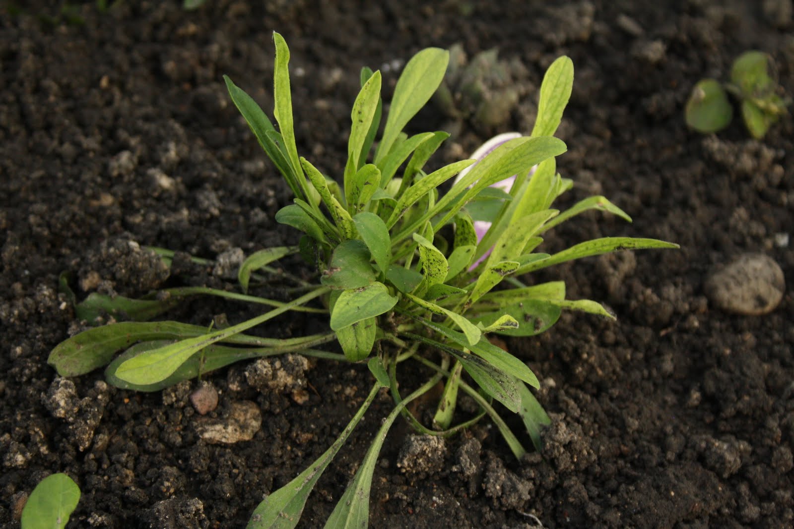 Выращивание альпийской астры семенами