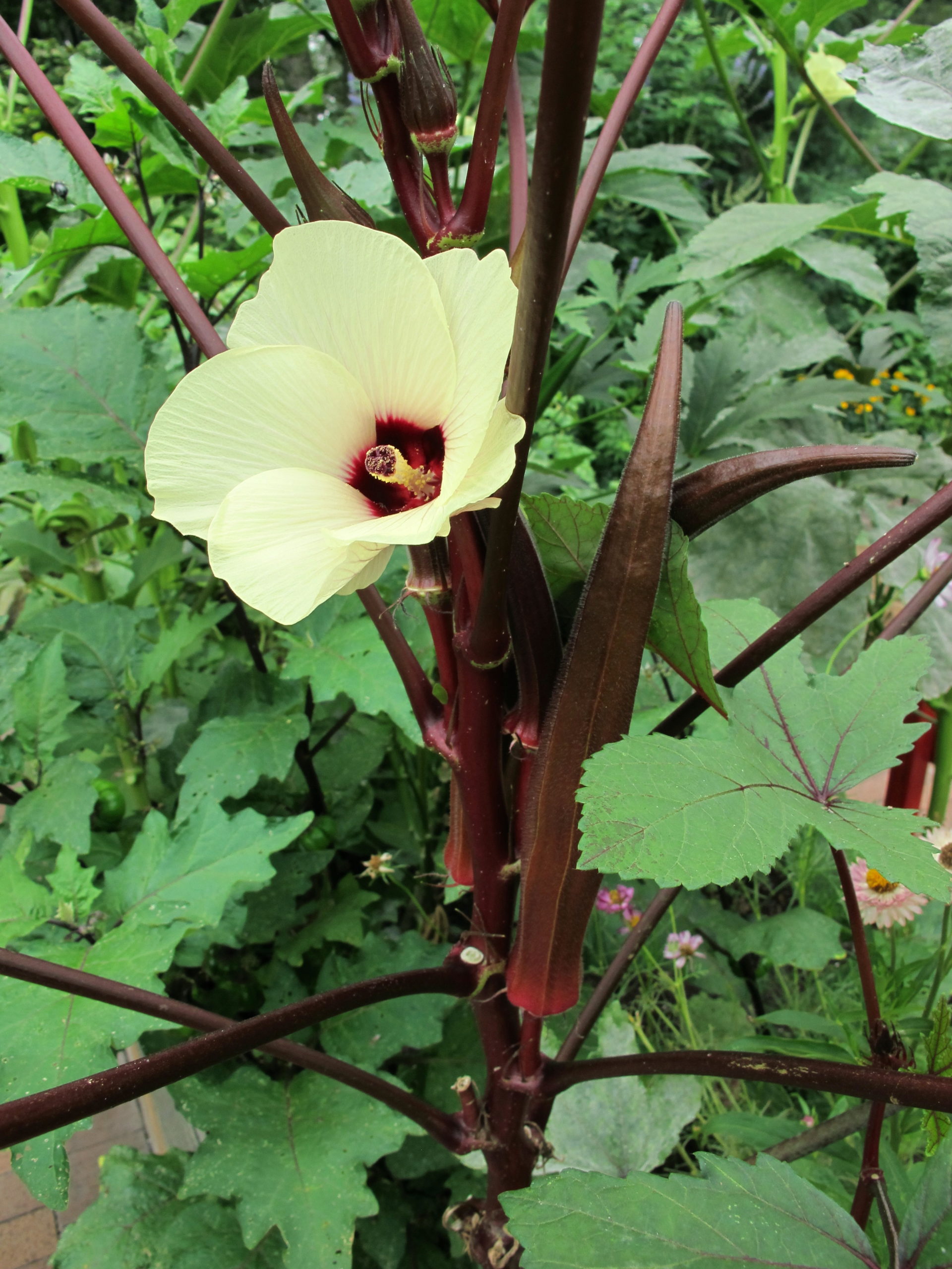 Как вырастить бамию?