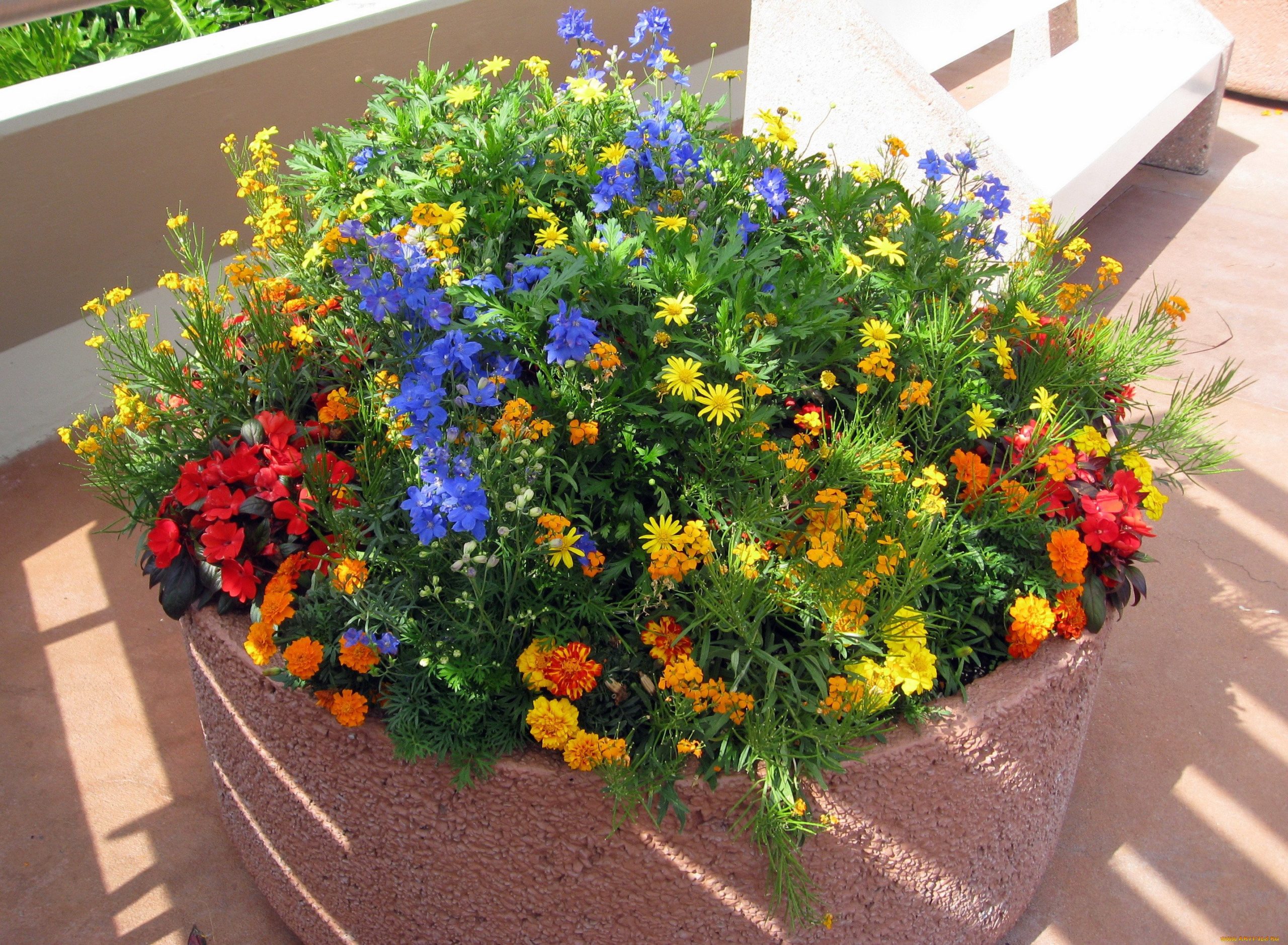 Солнцелюбивые однолетники на даче