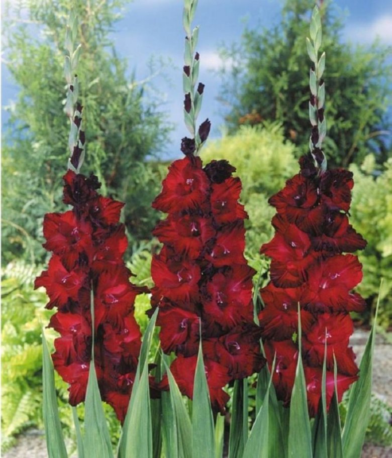 Посадка гладиолусов весной: секреты ухода за красочными цветами