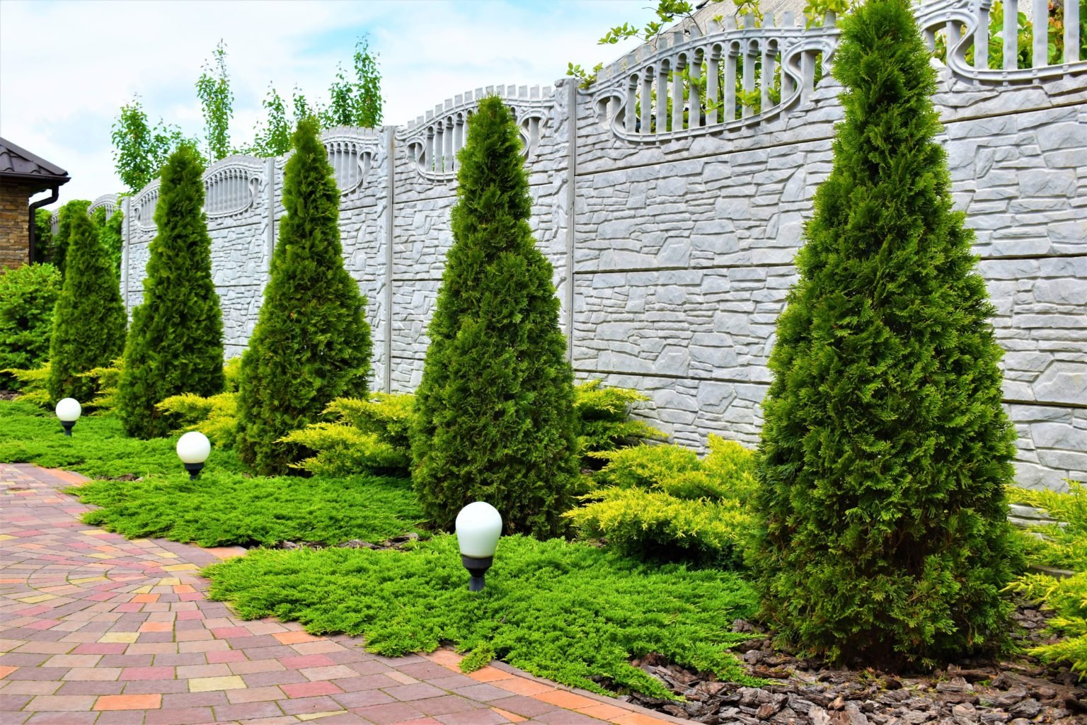 Туя в ландшафтном дизайне