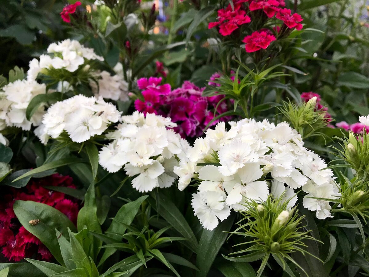 Выращивание турецкой гвоздики