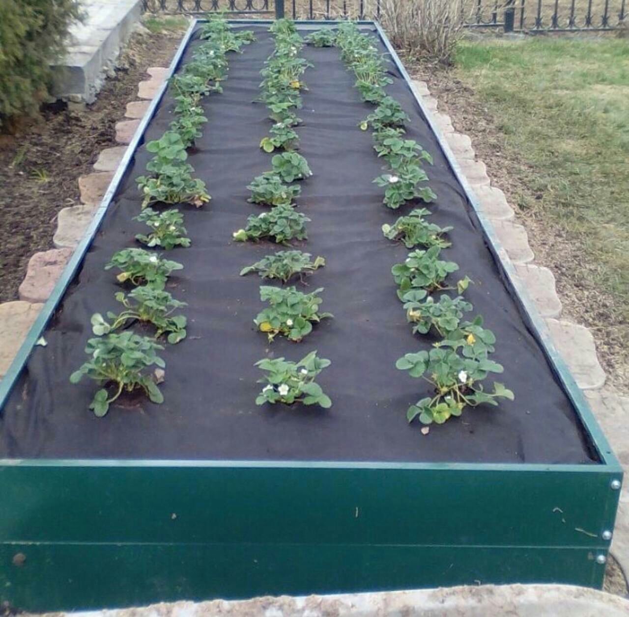 Как ухаживать за клубникой: секреты успешного выращивания